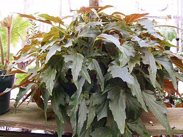 B. ‘Leslie Hatfield’